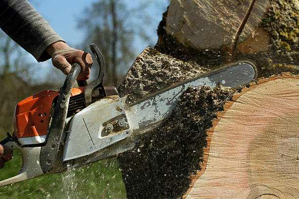 Roma, TX Tree Removal Company