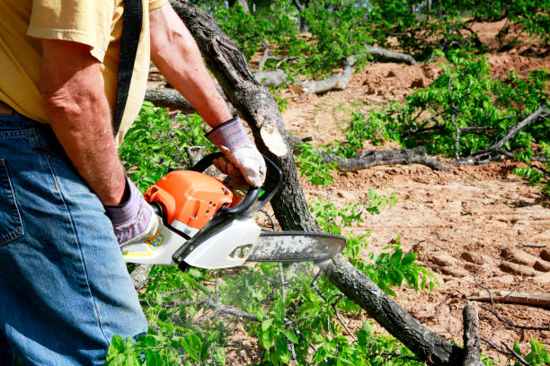 Best Tree Planting  in Roma, TX